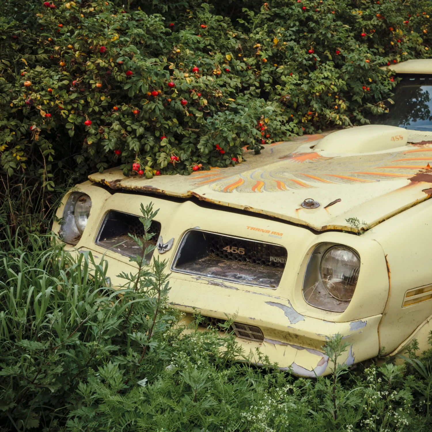 An abandoned vintage yellow sports car partially overgrown by wild berry bushes and grass.