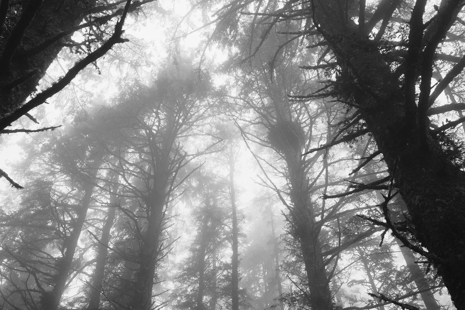 A black and white upward view looking through tall, misty pine tree canopies.