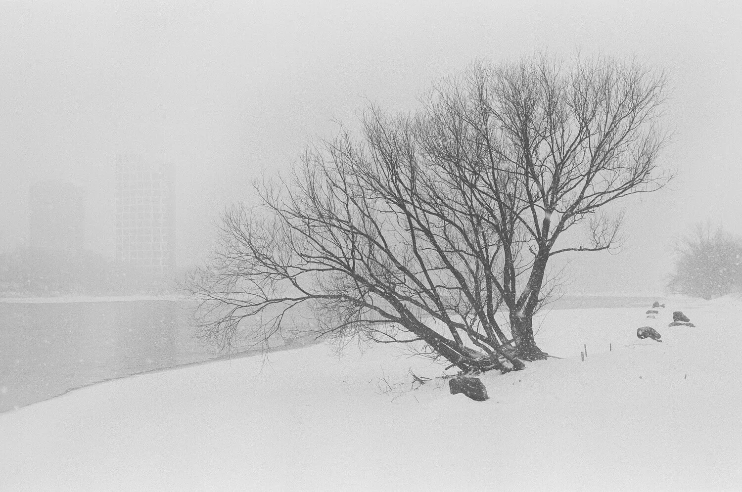 A bare tree on a snowy riverbank during a hazy winter snowfall.
